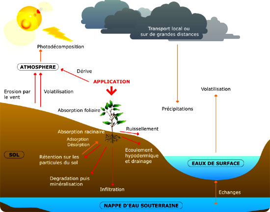 Éviter les herbicides racinaires dans les sols saturés en eau