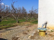  Forage agricole et verger de pêches - JPEG - 15.7 ko