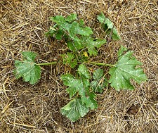  Courgette avec paillage  - JPEG - 31.1 ko